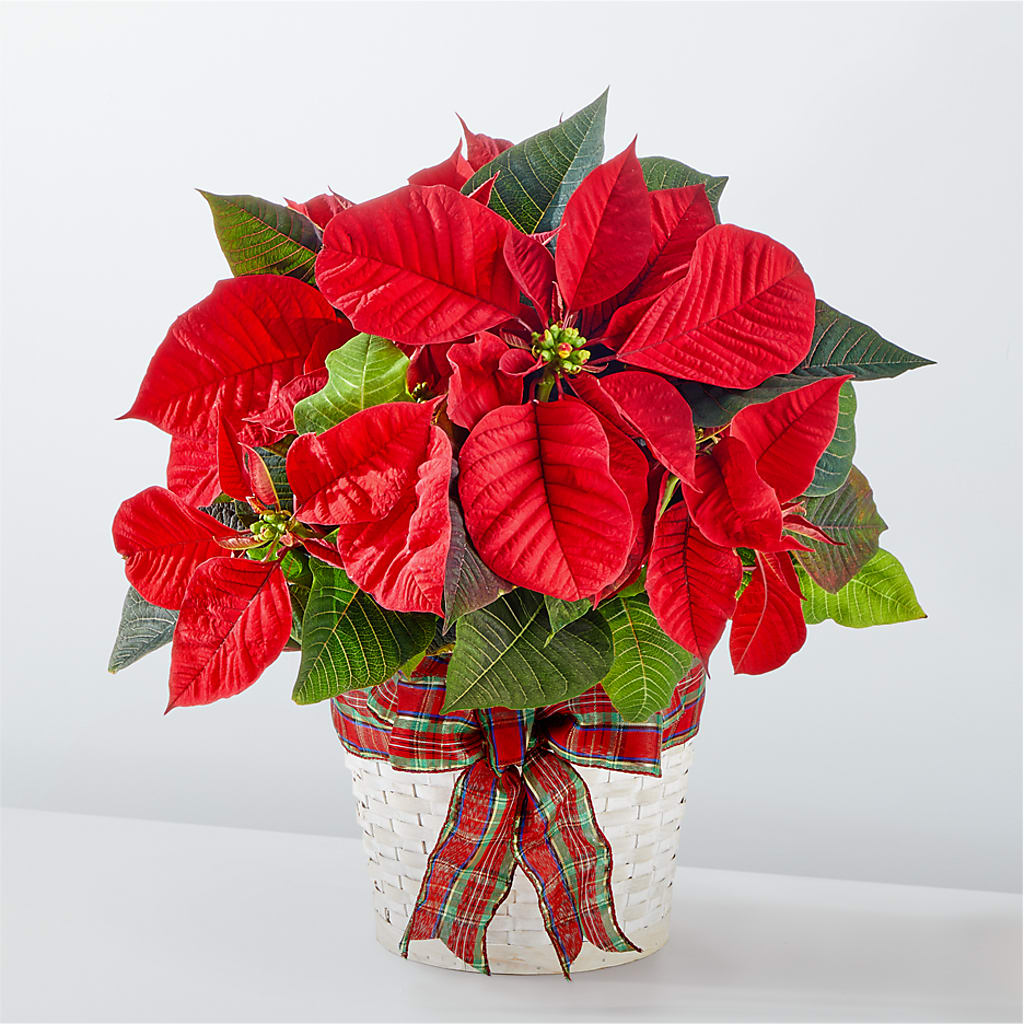 Happiest Holidays Poinsettia – Dillons, Hutchinson KS