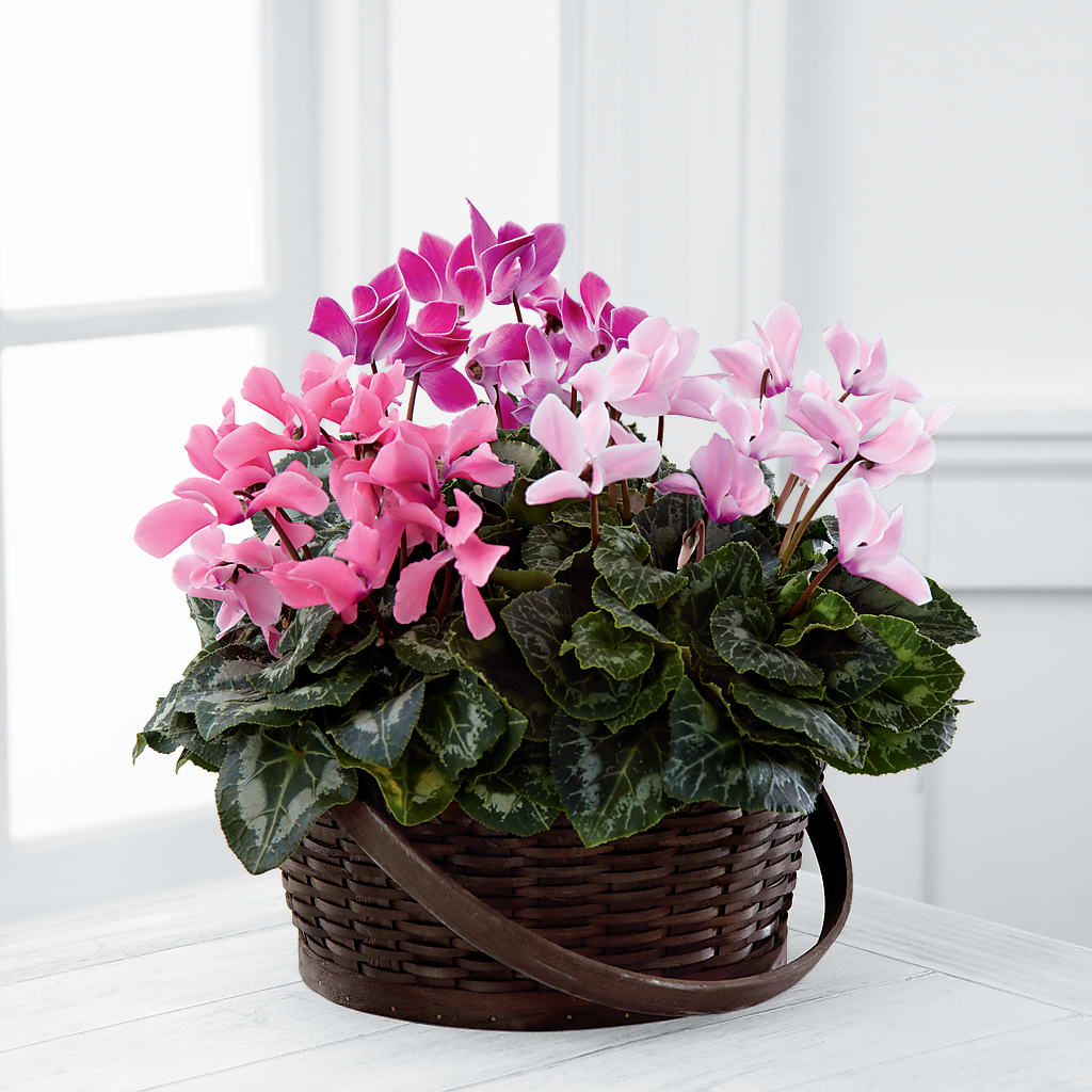 Mixed Cyclamen Planter – Dillons, Hutchinson KS