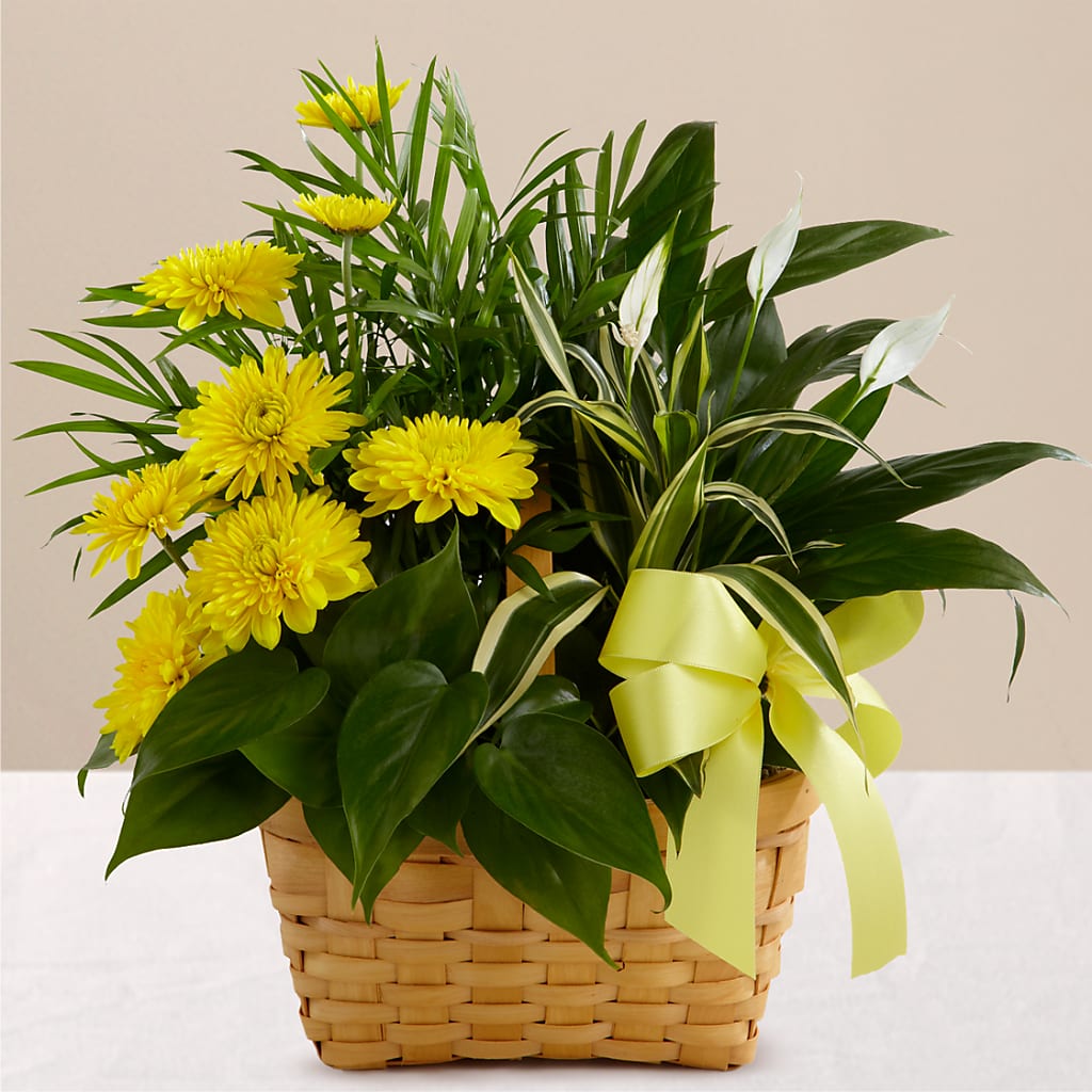 Loving Light Dishgarden – Dillons, Hutchinson KS