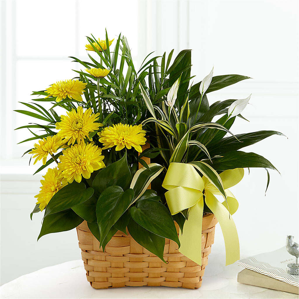 Loving Light Dishgarden – Dillons, Hutchinson KS
