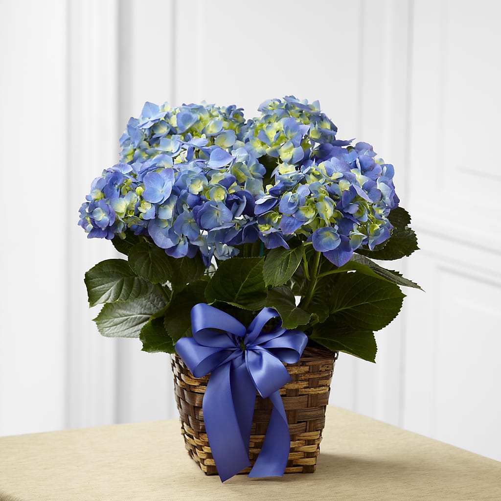 Blue Hydrangea Planter – Dillons, Hutchinson KS