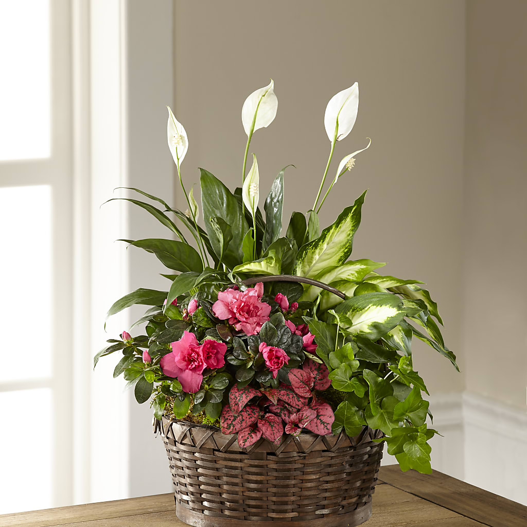 Dream in Pink Dishgarden – Dillons, Hutchinson KS
