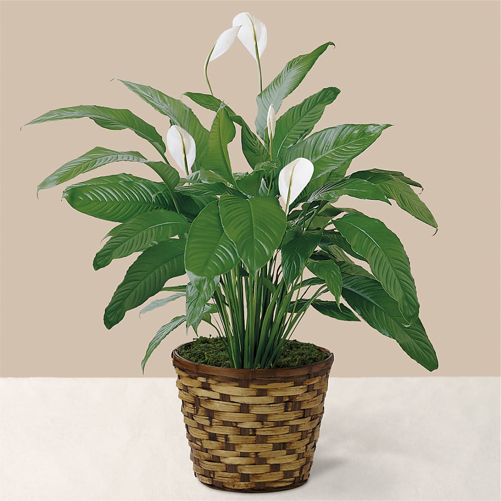 Tranquil Moments Peace Lily Plant – Dillons, Hutchinson KS