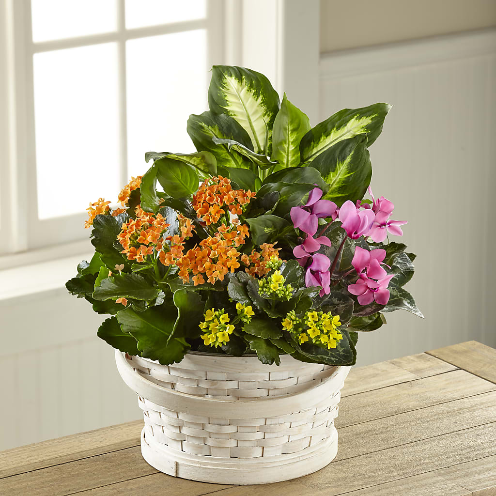 Color Crush Dishgarden – Dillons, Hutchinson KS