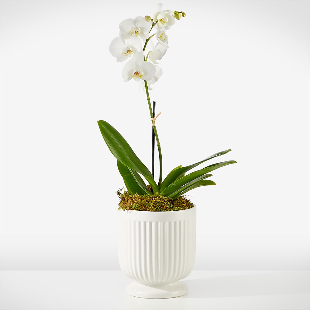 Whispering White Orchid – Dillons, Hutchinson KS