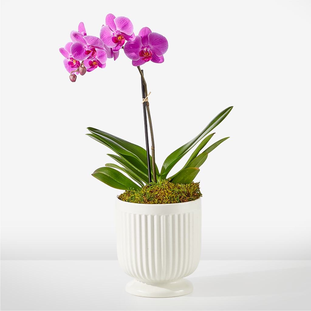 Friendly Fuchsia Orchid – Dillons, Hutchinson KS