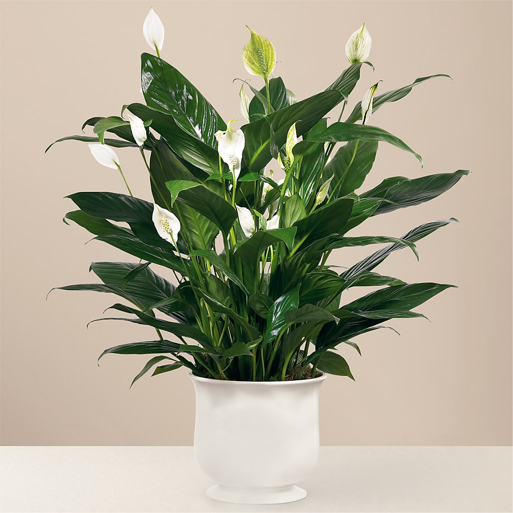 Comfort Planter – Dillons, Hutchinson KS