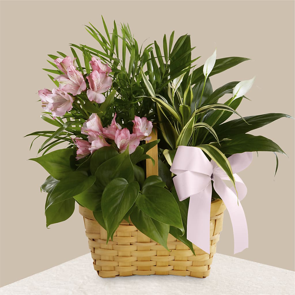 Living Spirit Dishgarden – Dillons, Hutchinson KS