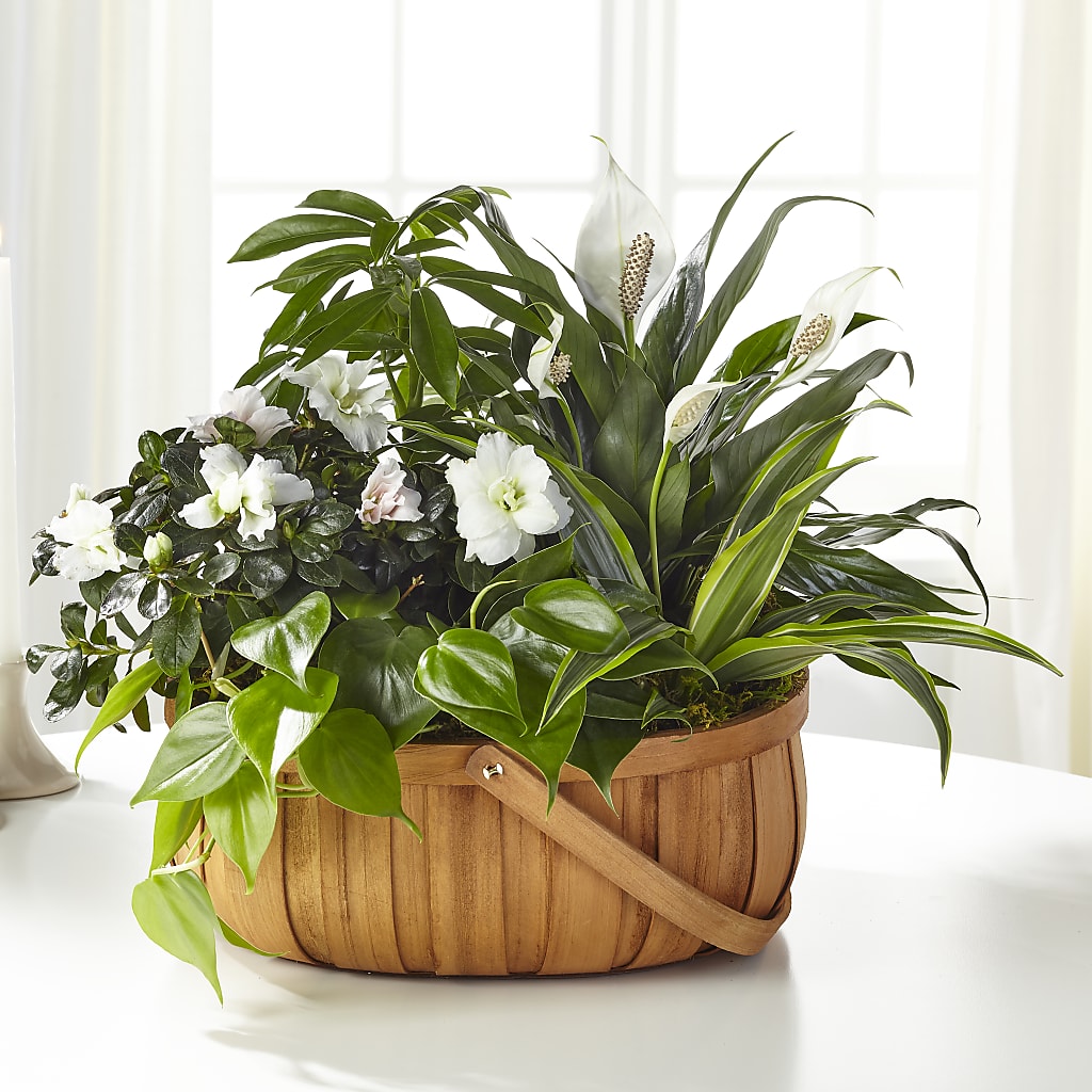 Serene Dishgarden – Dillons, Hutchinson KS