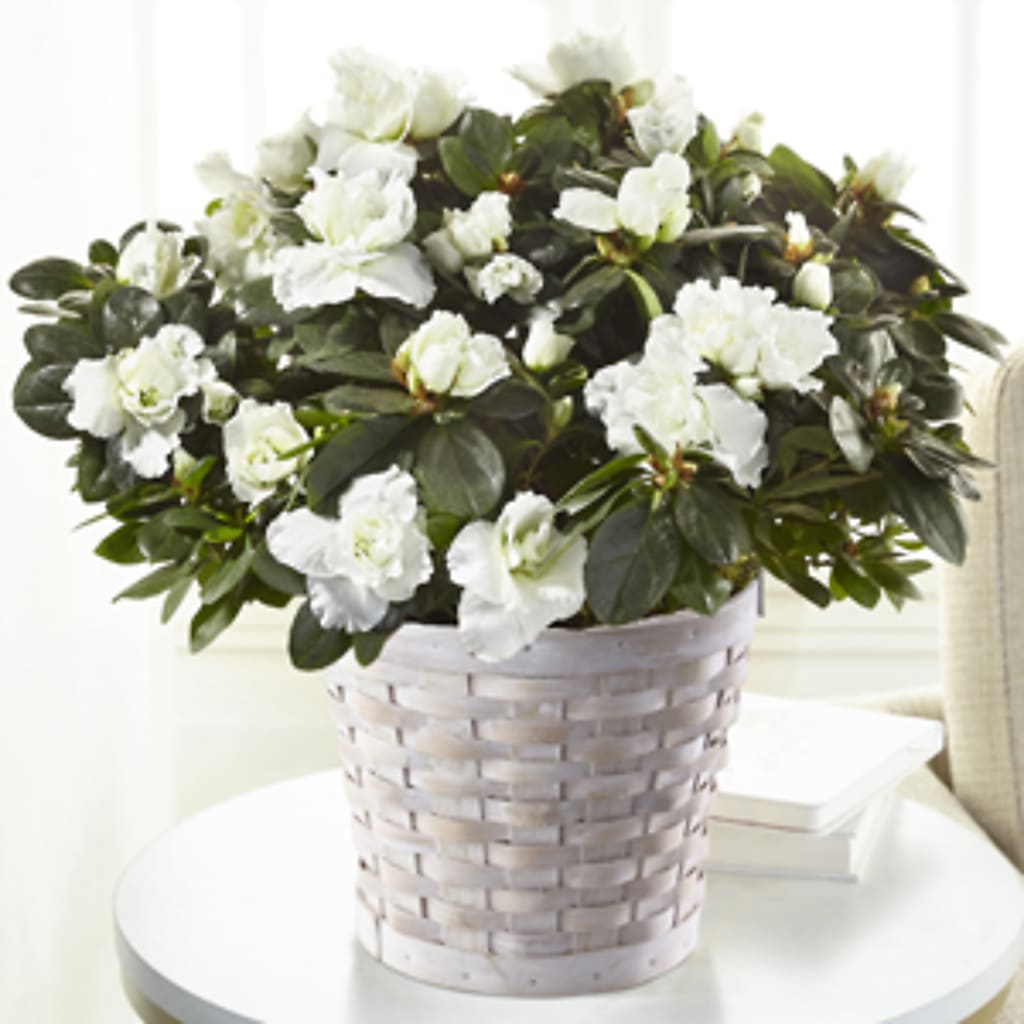 White Azalea Plant – Dillons, Hutchinson KS