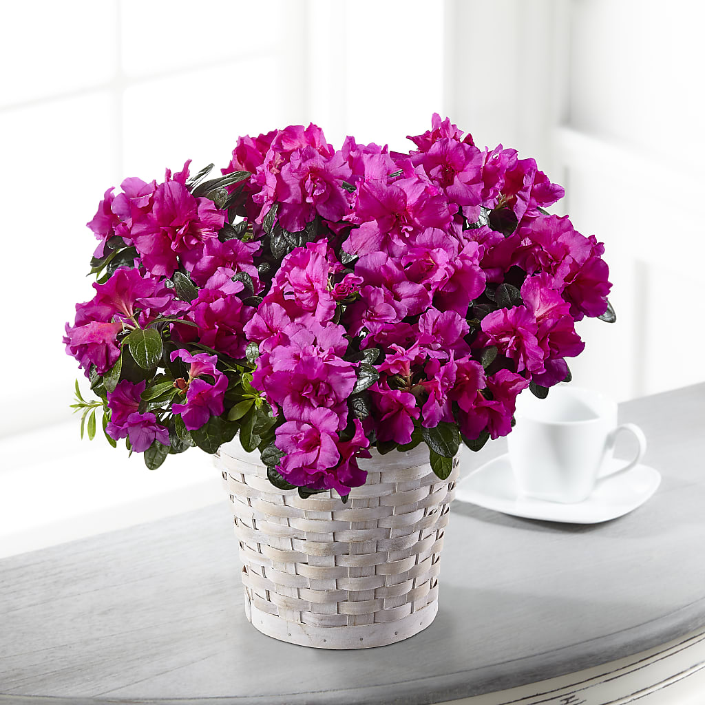 Hope & Serenity Azalea Plant – Dillons, Hutchinson KS