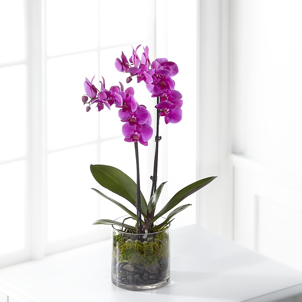Pink Orchid Plant – Dillons, Hutchinson KS