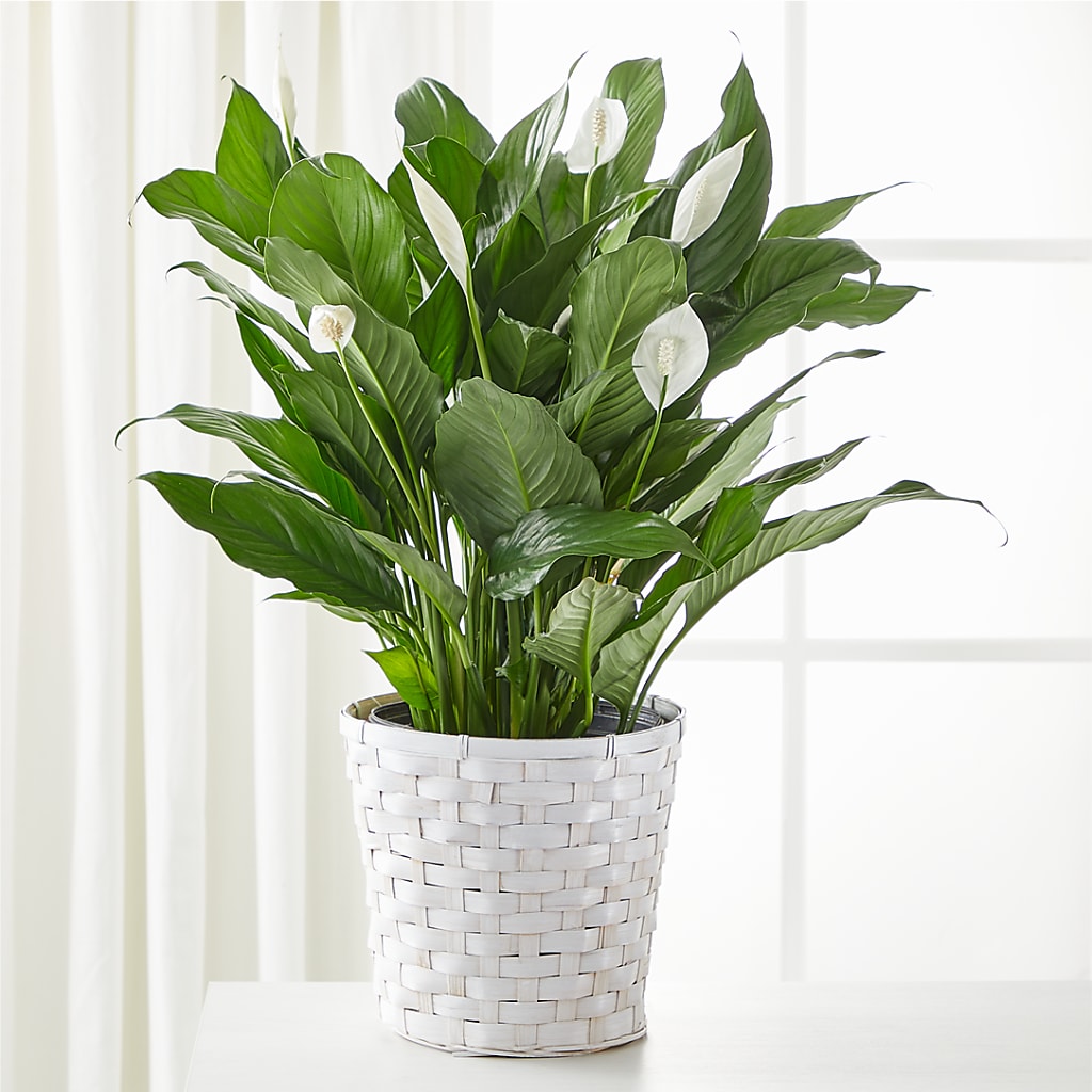 A New Leaf Peace Lily – Dillons, Hutchinson KS