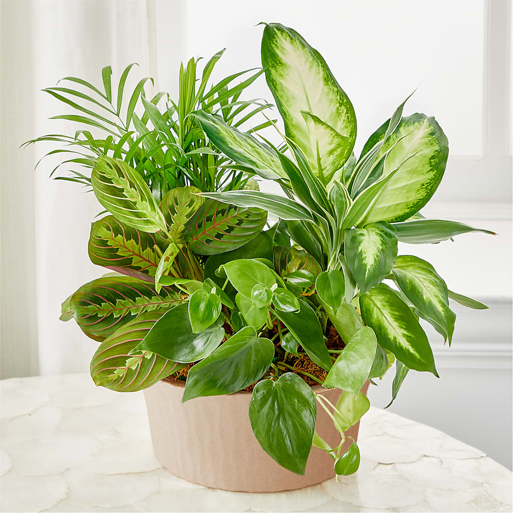 Balance & Harmony Dishgarden – Dillons, Hutchinson KS