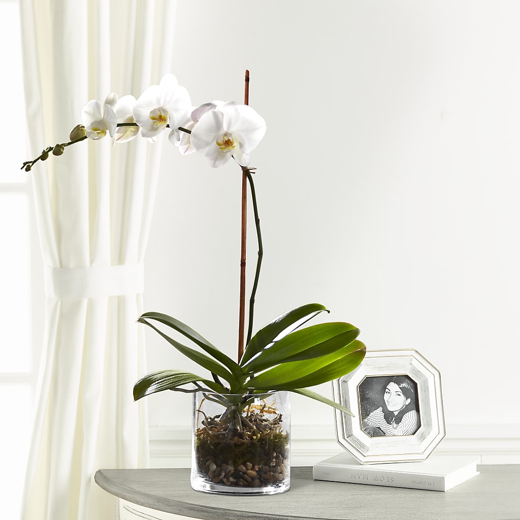 White Orchid Planter – Dillons, Hutchinson KS