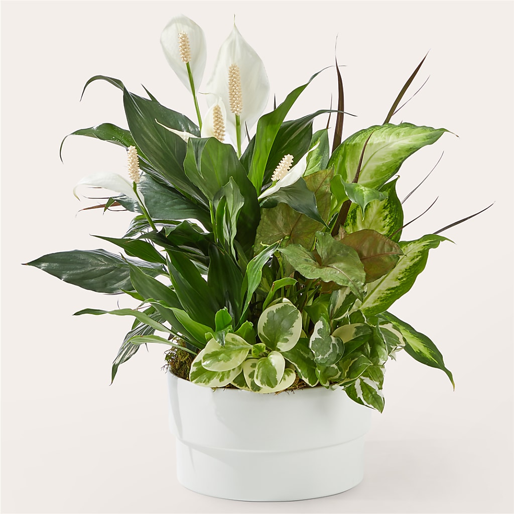 Radiating Positivity Dishgarden – Dillons, Hutchinson KS