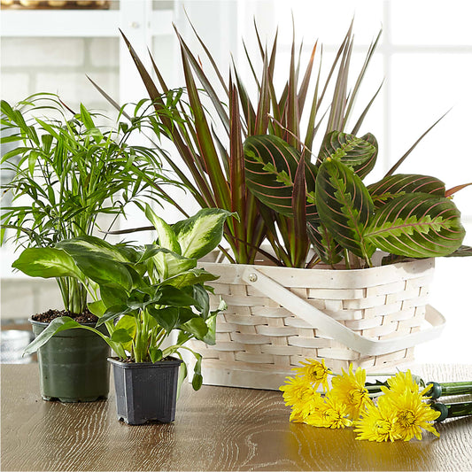 Florist Designed Blooming and Green Plants in a Basket –  Dillons, Hutchinson KS