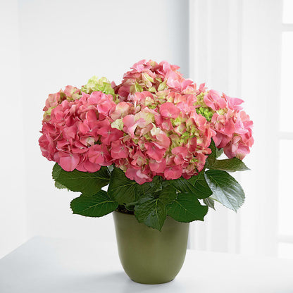 Pink Hydrangea Planter –  Dillons, Hutchinson KS