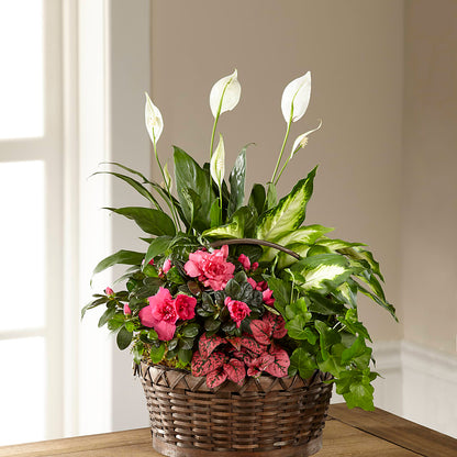 Dream in Pink Dishgarden –  Dillons, Hutchinson KS