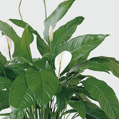 Tranquil Moments Peace Lily Plant –  Dillons, Hutchinson KS