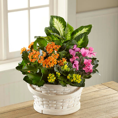 Color Crush Dishgarden –  Dillons, Hutchinson KS