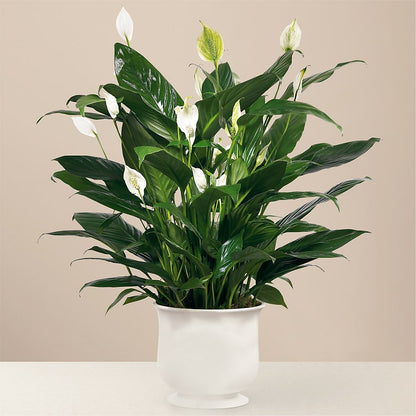 Comfort Planter –  Dillons, Hutchinson KS