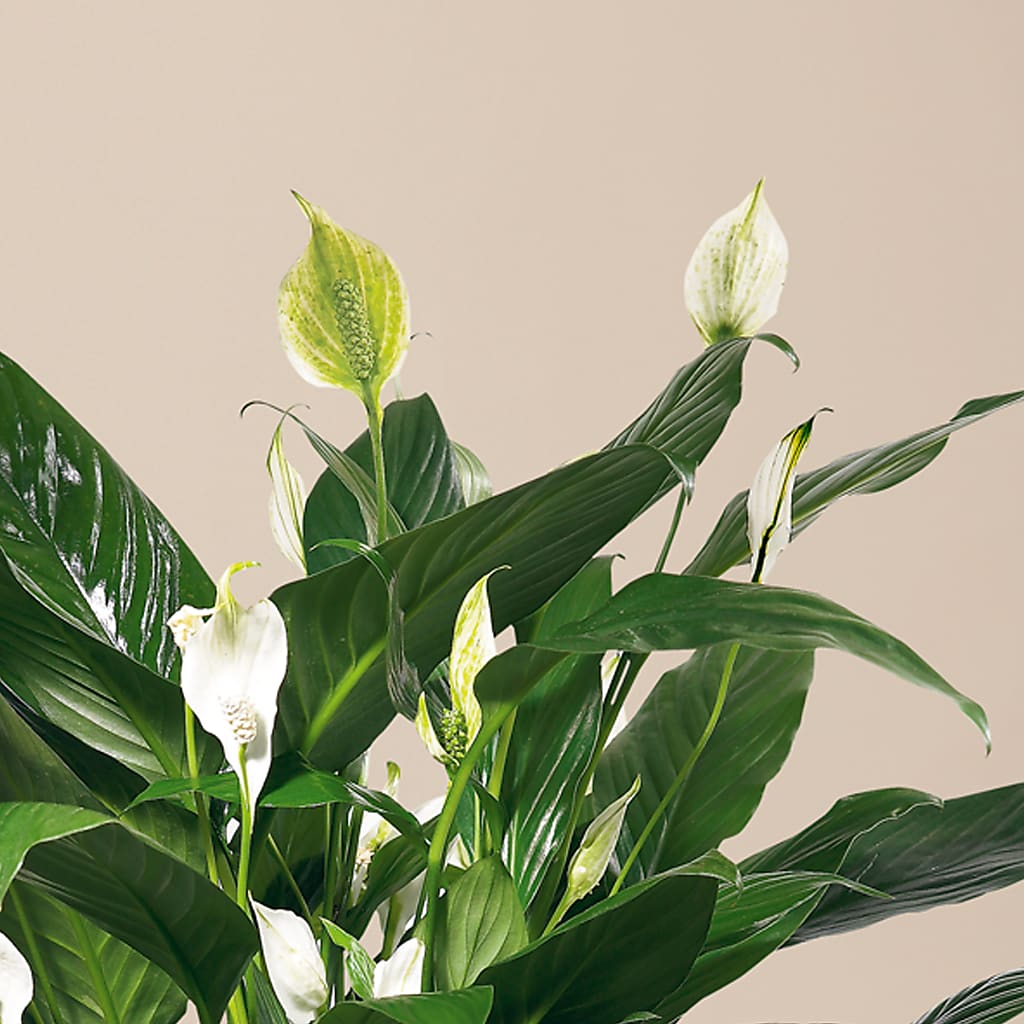 Comfort Planter –  Dillons, Hutchinson KS