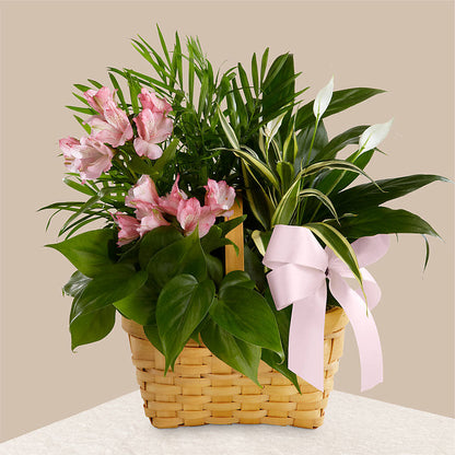 Living Spirit Dishgarden –  Dillons, Hutchinson KS