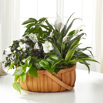 Serene Dishgarden –  Dillons, Hutchinson KS