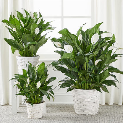 A New Leaf Peace Lily –  Dillons, Hutchinson KS