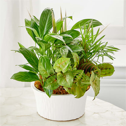 Balance & Harmony Dishgarden –  Dillons, Hutchinson KS