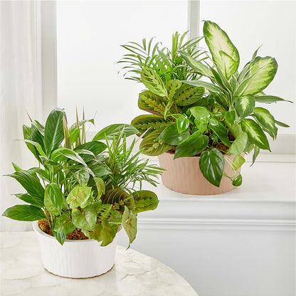 Balance & Harmony Dishgarden –  Dillons, Hutchinson KS