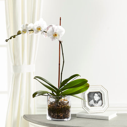 White Orchid Planter –  Dillons, Hutchinson KS